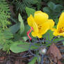 yellow tulips