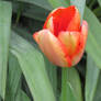 tulip in my garden 5