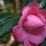 pink camellia