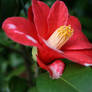 awesome camellia 8