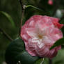 awesome camellia 9