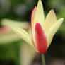 awesomre tulip closer