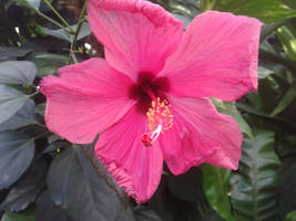 pink beauty 4