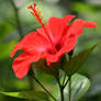 red hibiscus 2