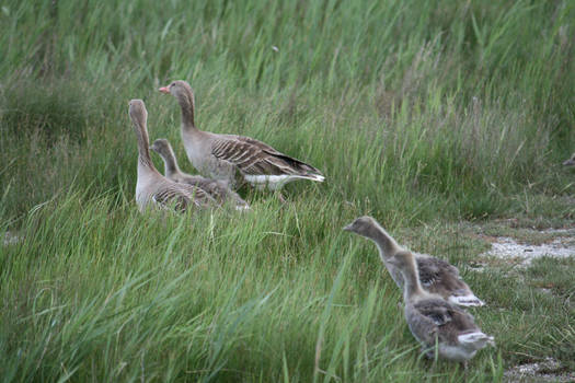 view to geese family