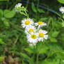 white little flowers