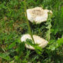 mushrooms in my garden 2