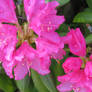 pink rhododendron