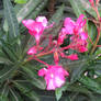 pink flowers 2