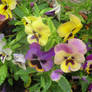 wonderful pansies