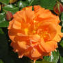 orange rose