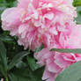 view to peonies