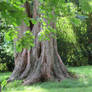 wonderful tree stumps