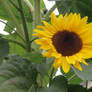 wonderful sunflower 2