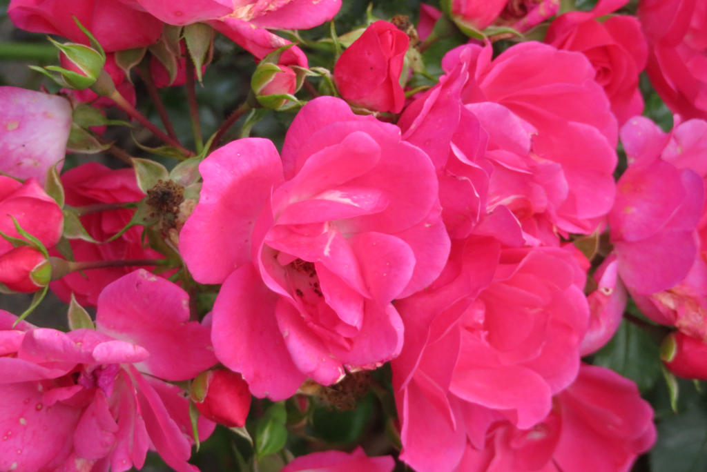 Pink Roses Creations pink roses 3 by ingeline-art on DeviantArt
