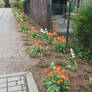 so many tulips