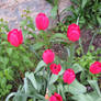 PINK TULIPS