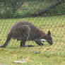 kangaroo closer 2