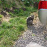 cat at campsite