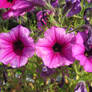 petunias