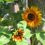 sunflowers