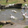 waterscape in park