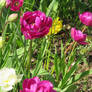 Awesome Coloured Tulips