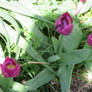 Pink Tulips