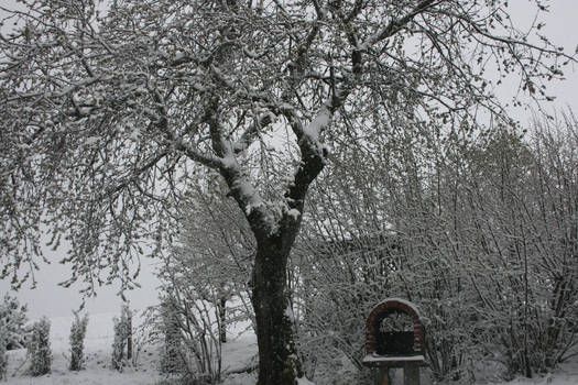 tree in snow