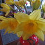 daffodils in vase