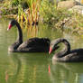 black swans
