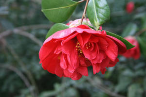 Camellia In Spring