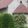 view to roses