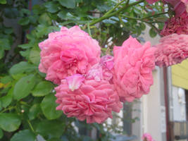 view to roses