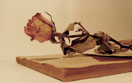 book, rose and shadow