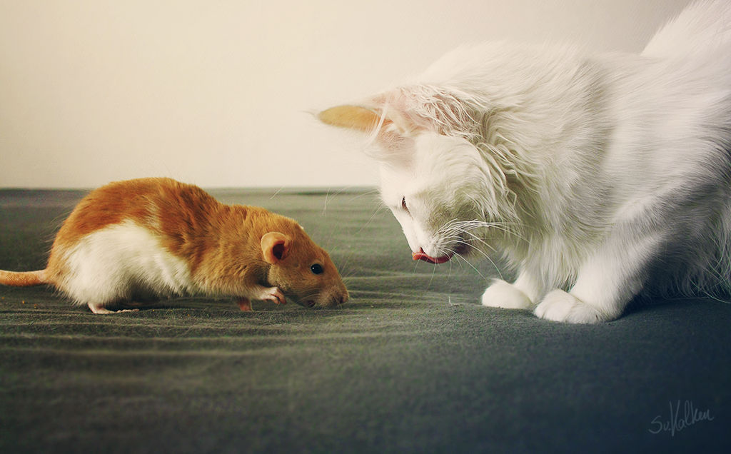 A story of friendship by Esveeka A story of friendship by Esveeka