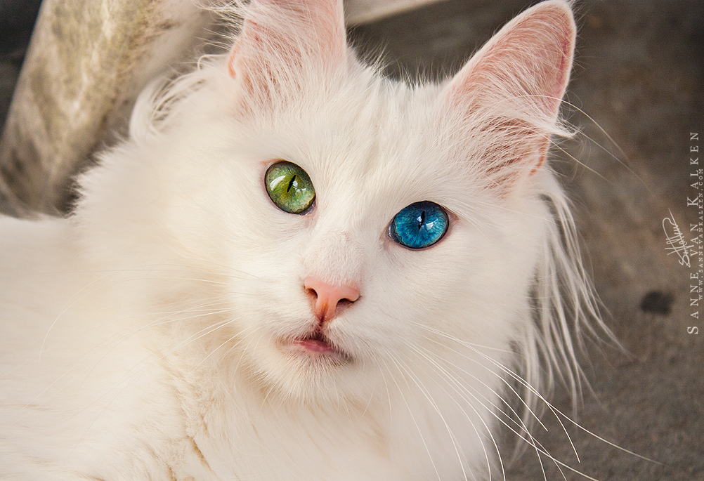 Dem eyes. by Esveeka Dem eyes. by Esveeka