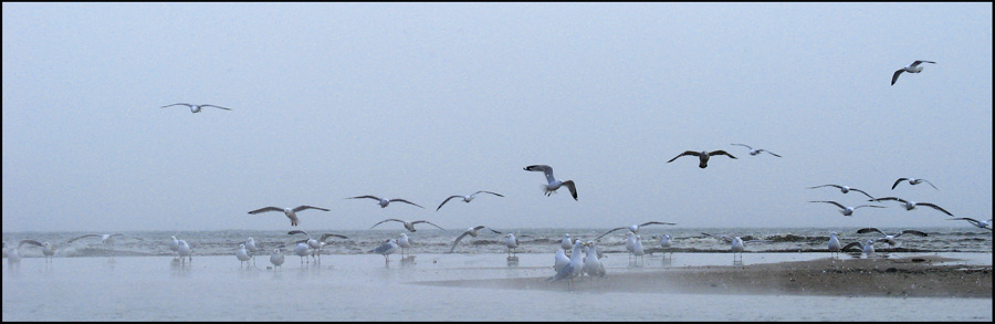 Seagulls