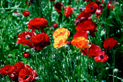 Flower Fields Carlsbad, CA