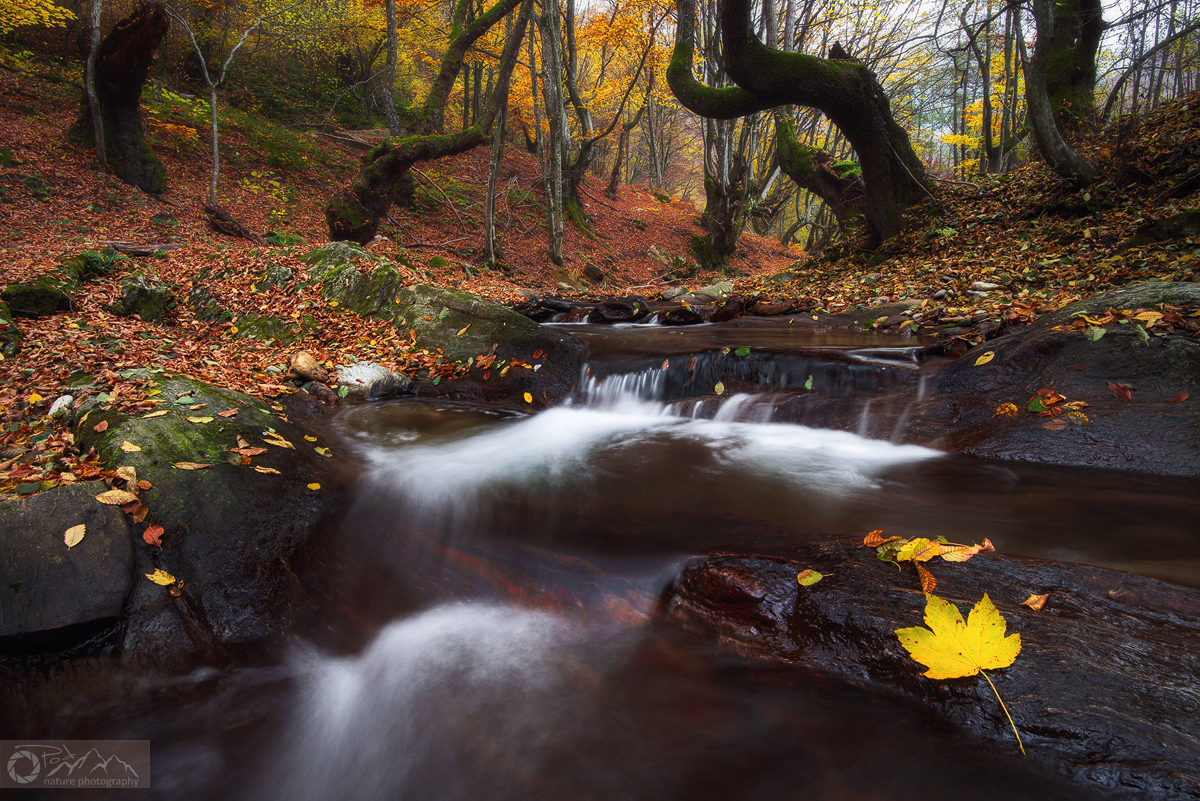 Autumn mornings