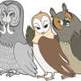 Owls