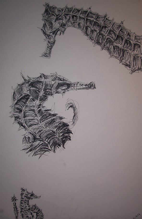 Seahorses 4