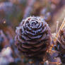 Frozen Pine Cones