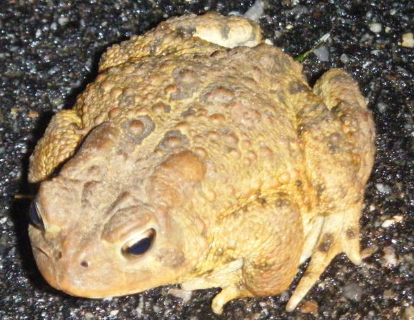 Toad iii by Remmiel on DeviantArt