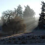 Willow sunbeams