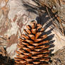 Pine cone