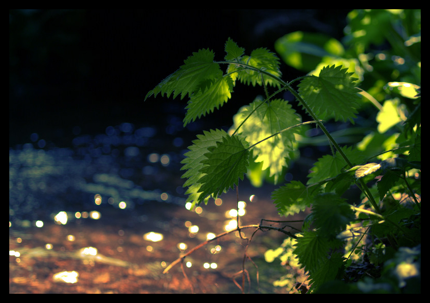 Stream-side nettles