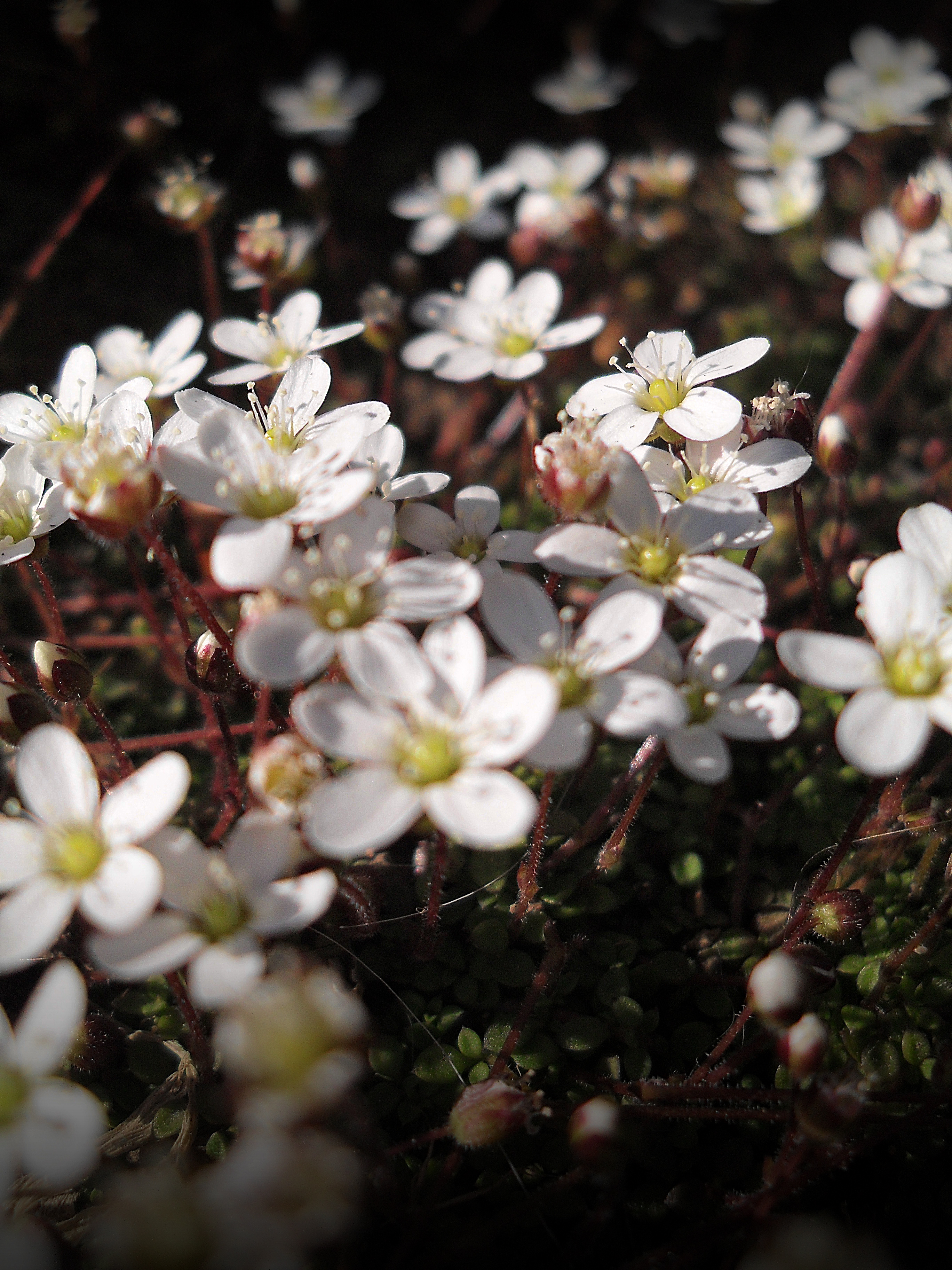 Tiny Wee Flowers