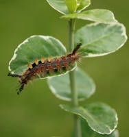 Fluffy Caterpillar