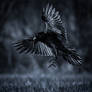 Raven